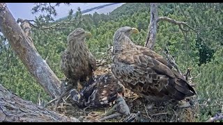 Орланы Чулман и Кама в НП Нижняя Кама/White-tailed eagles Chulman\u0026Kama in Lower Kama National Park