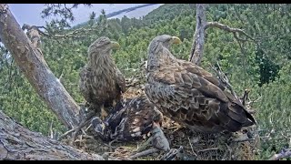 Орланы Чулман и Кама в НП Нижняя Кама/Whitetailed eagles Chulman&Kama in Lower Kama National Park