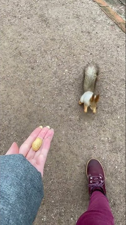 Умная белка🐿️ #животные - YouTube