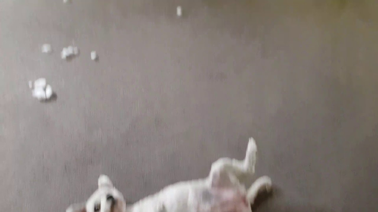 Dog tearing up her toy YouTube