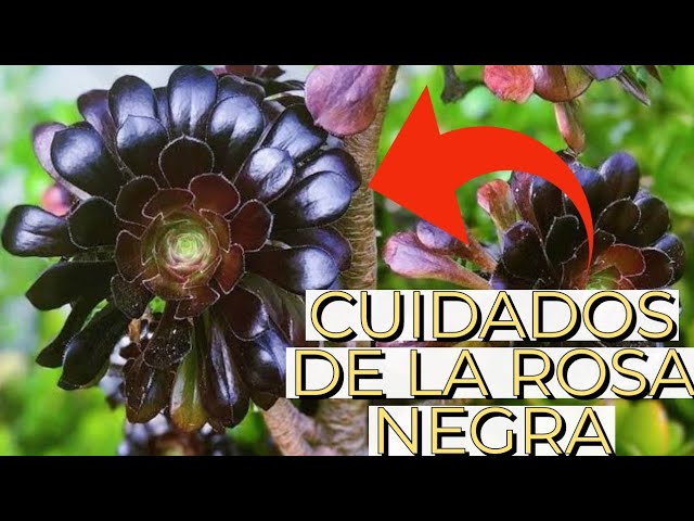 Rosa Negra Cuidados de la Suculenta / Aprendiendo a Cuidar - YouTube