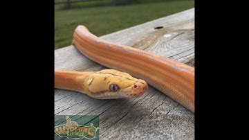 Unboxing Purple GoldenChild Retic