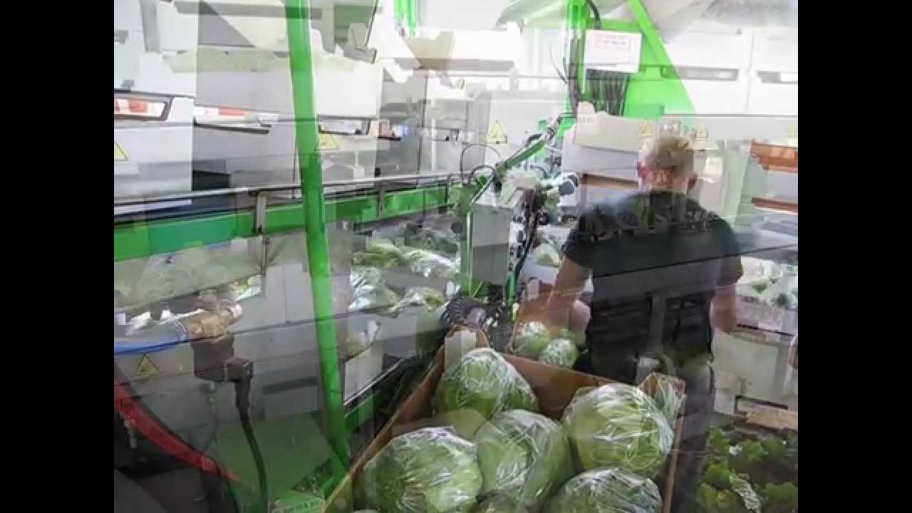 Tumoba ijsbergsla / lettuce