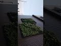 garden  area