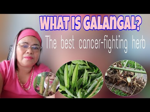 GALANGAL  ( THE BEST CANCER-FIGHTING HERB )