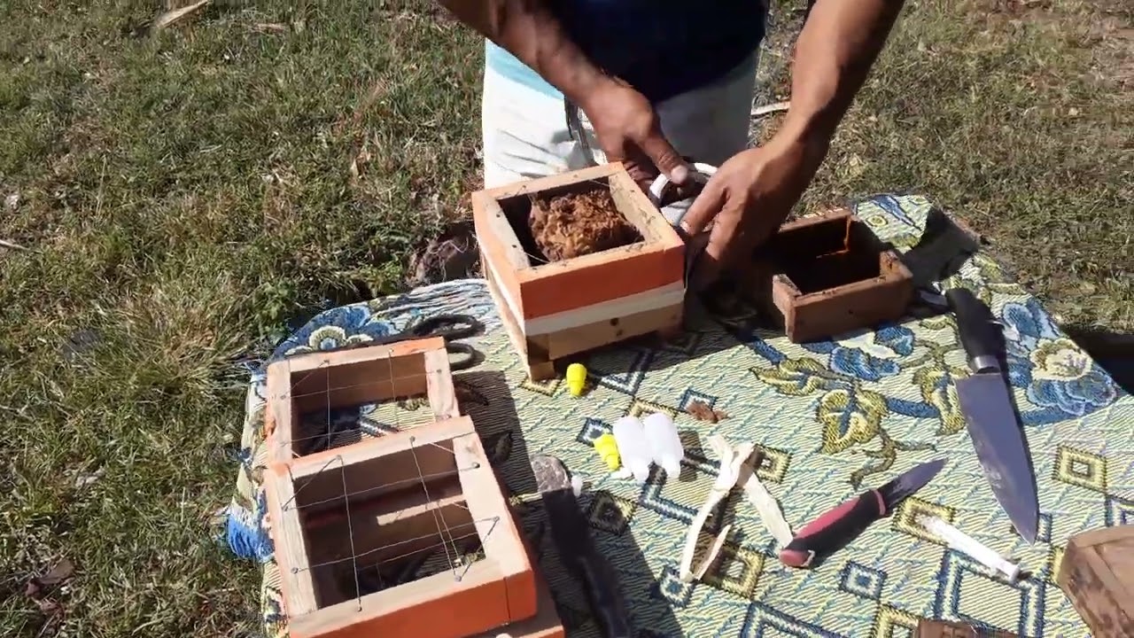 Divicion de colmena Angelita