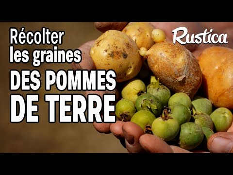 Vidéo: True Information sur les semences de pommes de terre - Les pommes de terre produisent-elles des semences