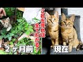 捨て子猫を保護してからの2か月間の成長記録！