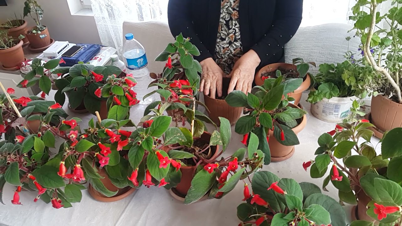 kohleralarım coştu