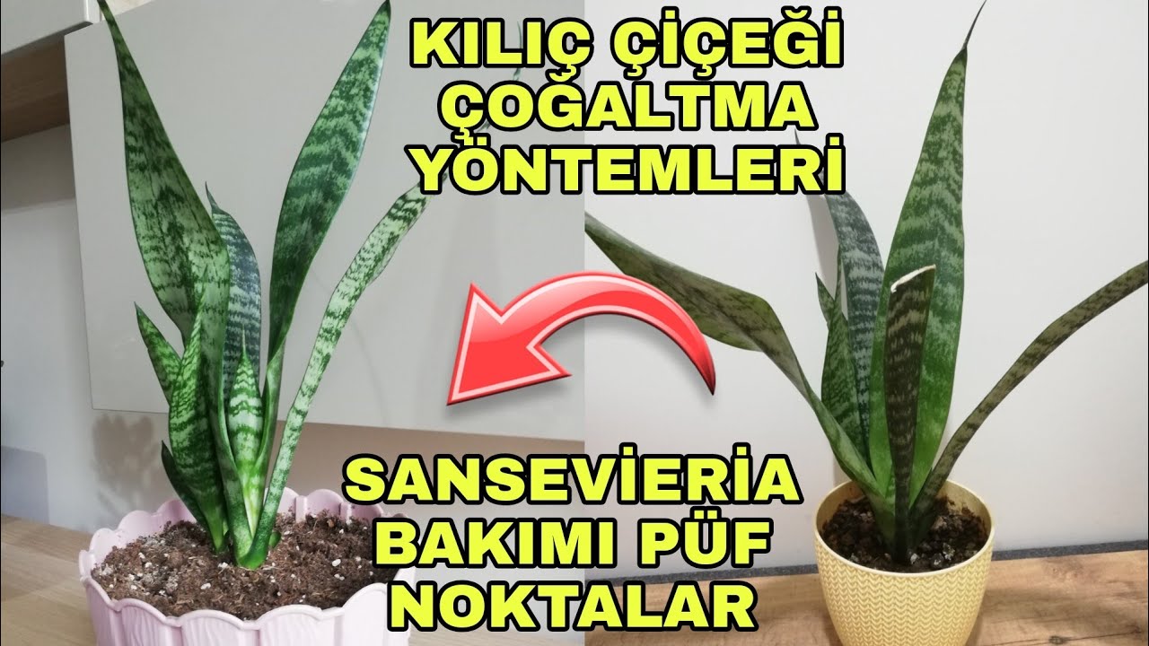 Kılıç çiçeği bakımı nasıl yapılır? Paşa kılıcı nasıl çoğaltılır, saksı değişimi nasıl yapılır?