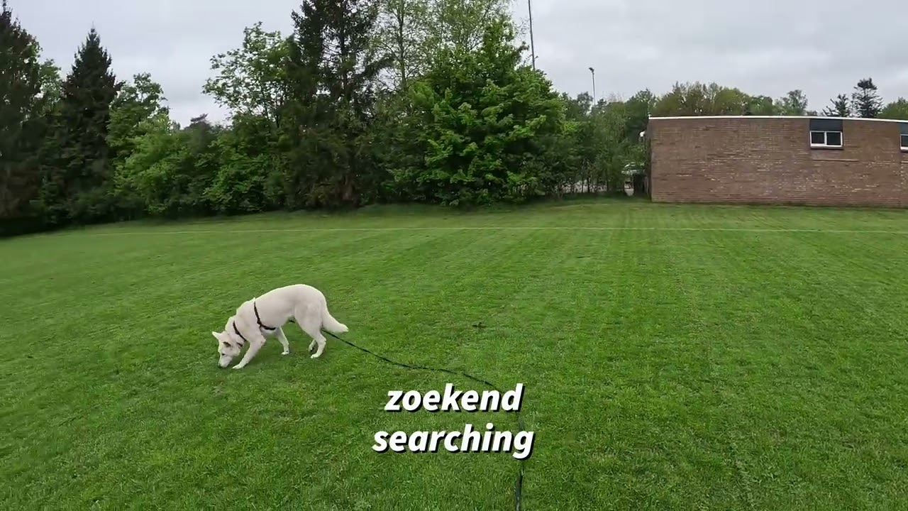 K9 Tracking Excellency lesson 54