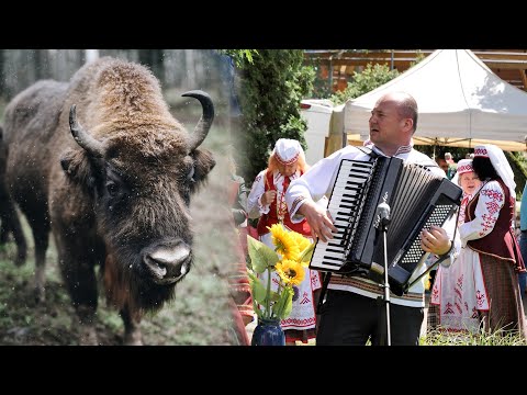 XV Święto Żubra