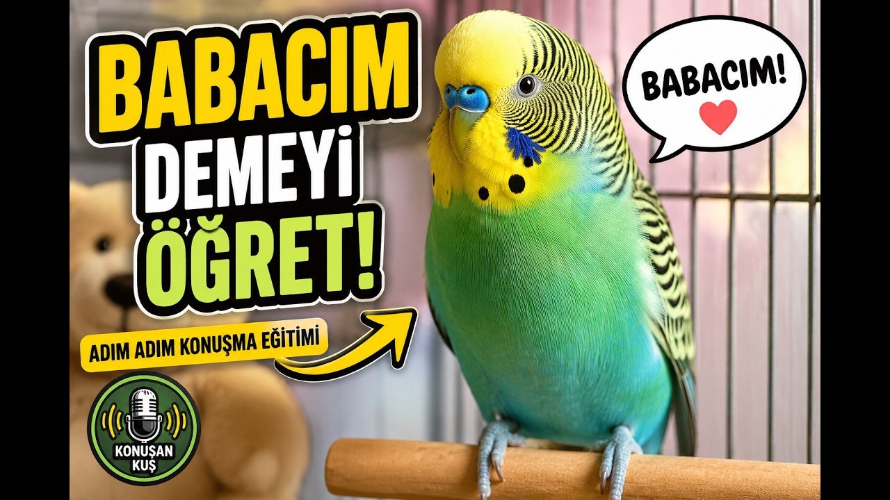 Muhabbet Kuşu Konuşturma Eğitimi - Tekrar ile Öğrenecek