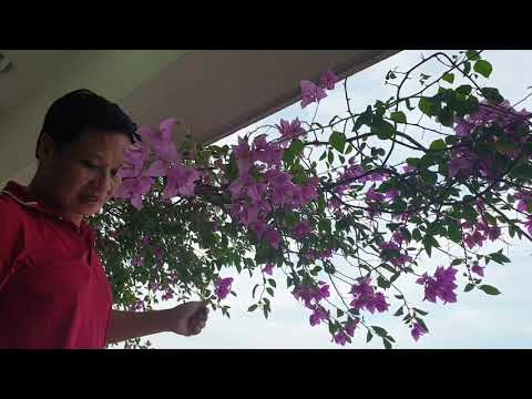 Video Cách làm giàn hoa giấy đơn giản cho leo trần ban công... - youtube