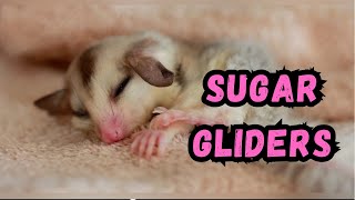 Cooldown with this compilation of SUGAR GLIDERS by Cooldown Compilation 1,045 views 3 months ago 2 minutes, 9 seconds