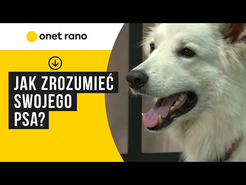 Wideo: Jak Powstrzymać Psa Przed Podskakiwaniem