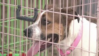 Alamo Beer Co. hosts Michelada Madness, pet adoption event