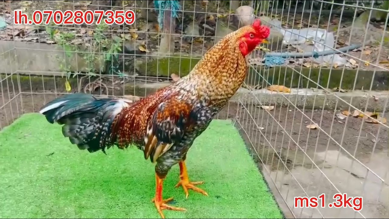 #21/11#.top3.#lh.0702807359.#xuhuongyoutube .#