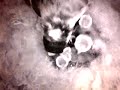 Birdcam_2010-05-02_09-44-21.avi