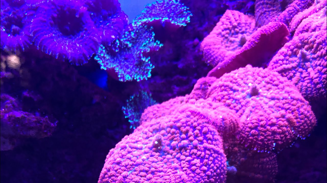 Обитатели океанариума🐡🦑