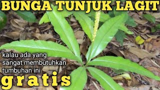 Manfaat bunga tunjuk lagit terbaru
