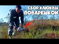 ОЧЕНЬ БЫСТРЫЙ СПОСОБ СБОРА КЛЮКВЫ! СБОР КЛЮКВЫ ПОВАРЕШКОЙ