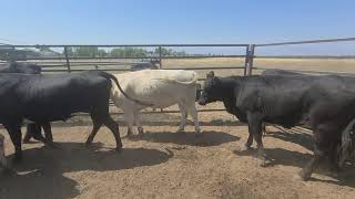 2020 Corriente x Angus heifers. Confirmed bred to LBW Black Angus bull.