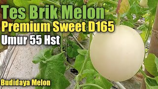 Budidaya Melon Premium Sweet D165