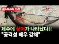[브레이킹 나우] 제주 앞바다에 귀상어 출몰!! "공격성 매우 강해, 주의 필요"