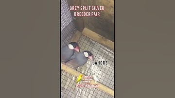 Jawa finch | Grey java split silver jawa | @arhamlahoribirds86