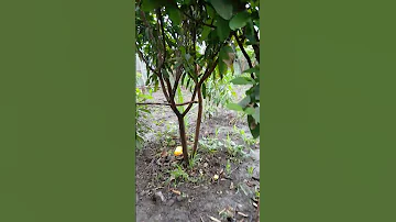 በጁመኣው ጧት ዝናቡ እንድህ ነበር Shorts 