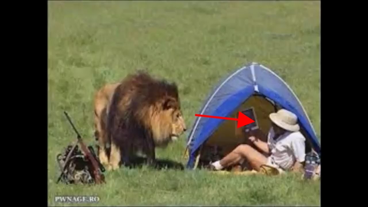 Ich bin ein Star – Holt mich hier raus! visual data 6