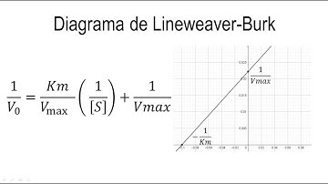 Cinética Enzimática | Diagrama de Lineweaver Burk