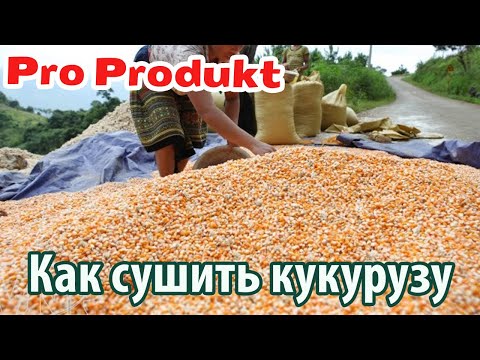 Как сушить початки кукурузы в домашних условиях