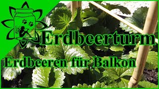 Erdbeeren auf dem Balkon im Topf anbauen | Erdbeerturm | Klettererdbeeren | Garteneinkochfee