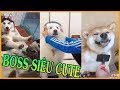 Tik Tok China - Khi Thú Cưng  Siêu Cute Bị Chủ Troll Sấp Mặt