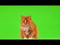 Cat Green Screen Video | Brown Cat | #copyrightfree | #greenscreen