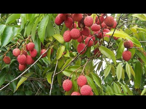 Scientific name of Lychee | Botanical name of LITCHI ... Scientific name of Lychee | Botanical name of LITCHI ...