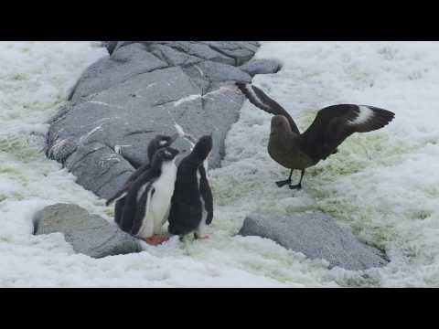 Crazy Wildlife Video: Skua Attacking Three Penguin Chicks at Port Lockroy