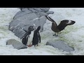 Crazy wildlife  skua attacking three penguin chicks at port lockroy