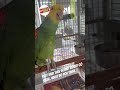 Parrot life! 😂 #animalshorts #viral #animals #wildlife #animallovers #fyp #viralshorts #viralvideo