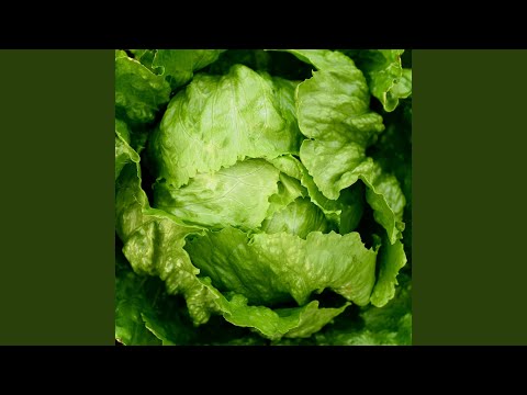 HIPPY - 何度でも (Cover) - Nandodemo (Cover)