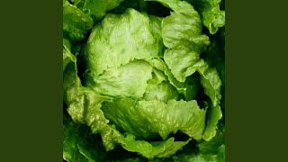 何度でも (Cover) - Nandodemo (Cover) - HIPPY