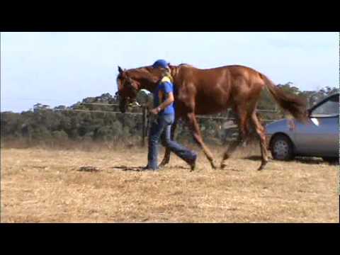 Lot 264, Ch filly: Spinning World (USA) - Match Point