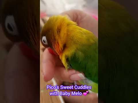 نوازش های شیرین پیکو با بچه ملو بامزه ترین لحظات مامان شدن مرغ عشق تا حالا میم پرندگان خنده دار پرندگان خنده دار