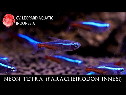 Paracheirodon innesi. The world's most POPULAR tetra! (Leopard Aquatic C036C)