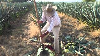 Alia Tequila - Luis Harvesting An Agave