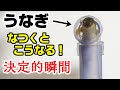 【ウナギ水槽】透明パイプで大暴れ！芸をするウナギ！（後半はザリガニ水槽）