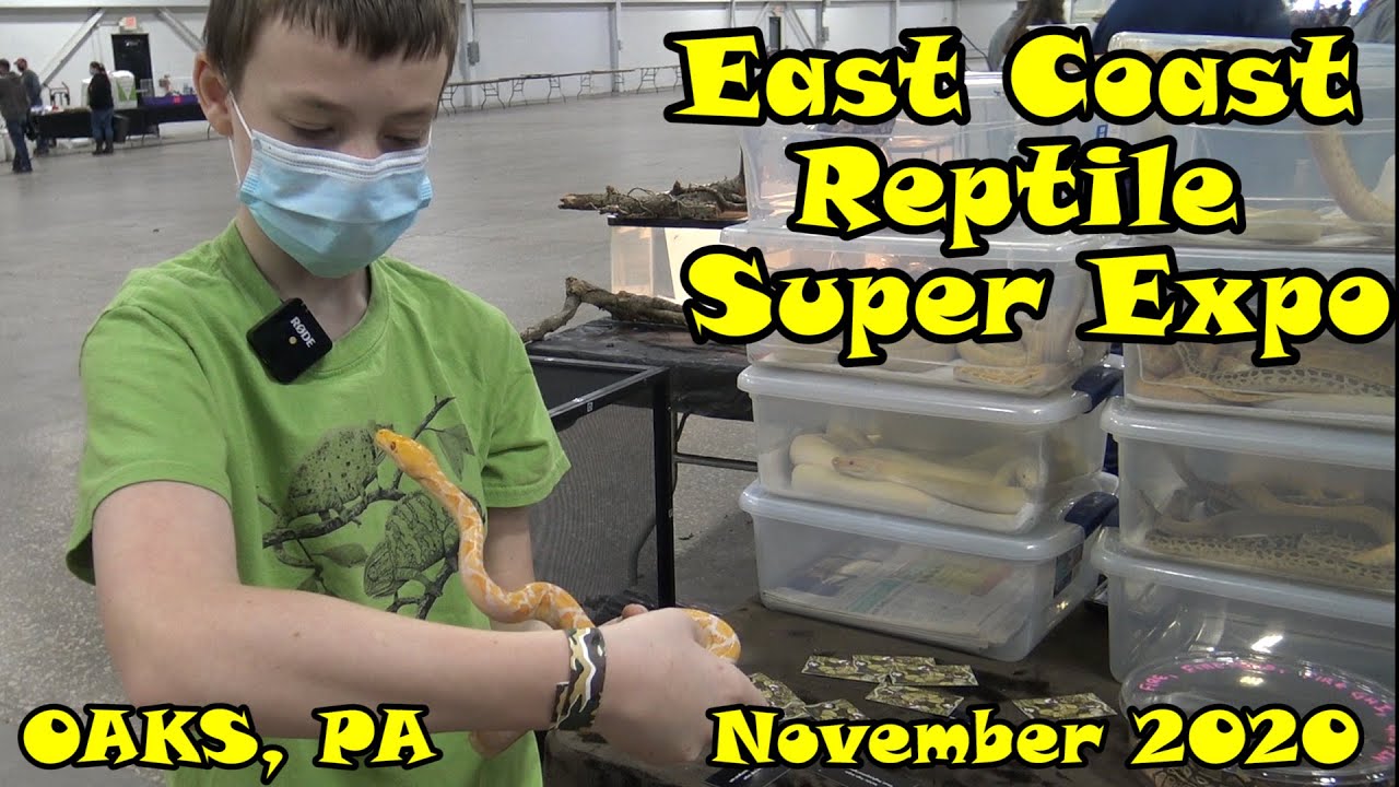 East Coast Reptile Super Expo Oaks PA Nov 2020 YouTube