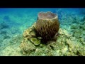 Barrel sponge   (Xestospongia testudinaria)  Губка бочка